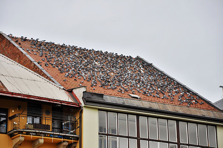 A2B Pest Control are able to install spikes to deter birds from roofs in South Ockendon. 