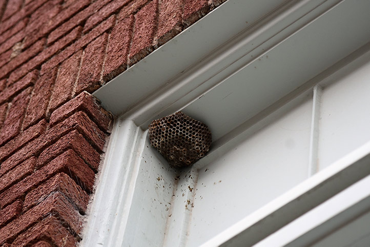 We provide a wasp nest removal service for domestic and commercial properties in South Ockendon.